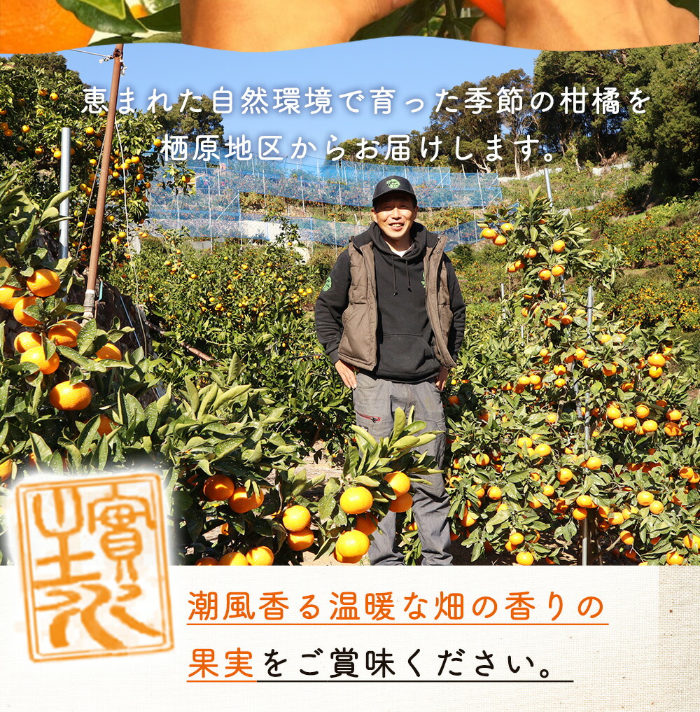 ZS6150_主井農園 高級 国産 バレンシアオレンジ 2kg サイズ混合