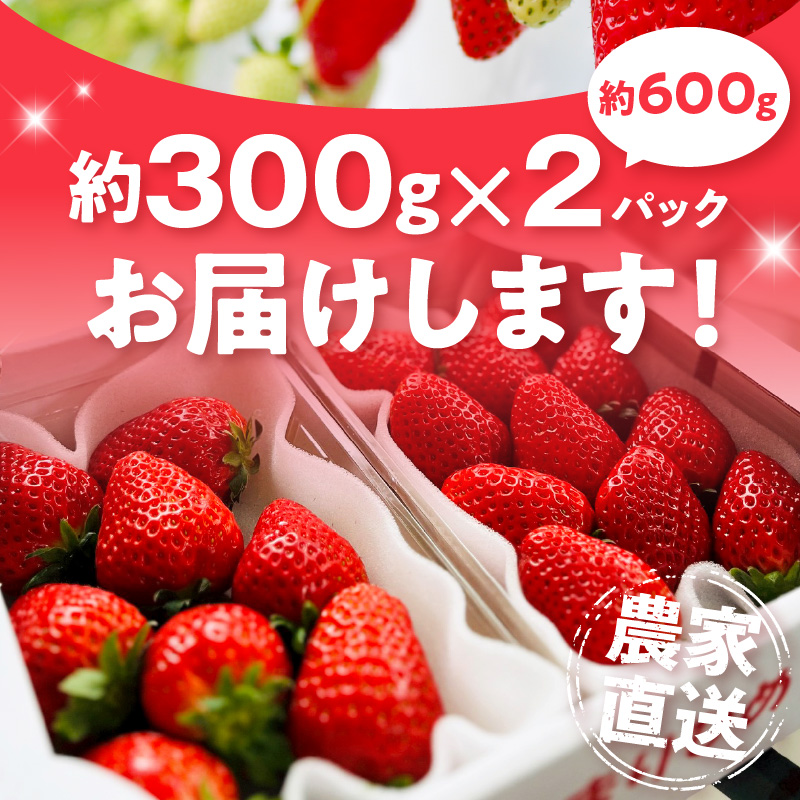 AB7206_朝摘み 完熟 まりひめ いちご 約300g×2パック (合計約600g)