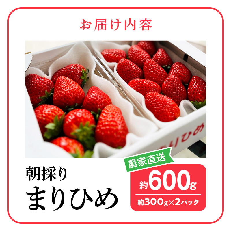 AB7206_朝摘み 完熟 まりひめ いちご 約300g×2パック (合計約600g)