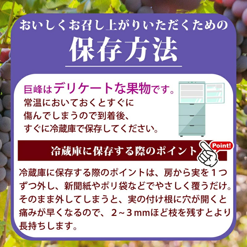 G7316_紀州和歌山産の種なし巨峰ぶどう２房（約800g～1kg）