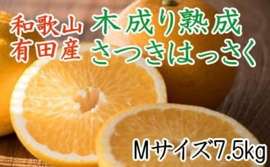 こだわりの和歌山有田産木成り熟成さつき八朔7.5Kg（Mサイズ）※2024年4月上旬～4月中旬頃に順次発送予定