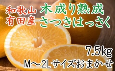 こだわりの和歌山有田産木成り熟成さつき八朔7.5Kg（M～２Lサイズおまかせ）※2024年4月上旬～4月中旬頃に順次発送予定