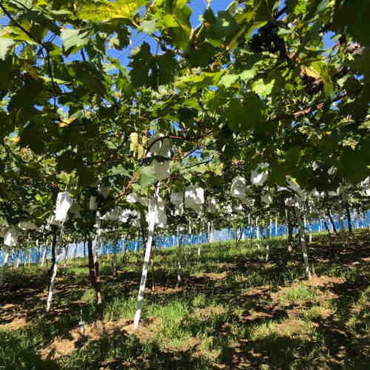 【夏秋の美味】フルーツ王国和歌山の