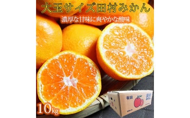 高級ブランド田村みかん　１０kg　大玉サイズ
※2024年11月下旬〜2025年1月下旬頃に順次発送予定