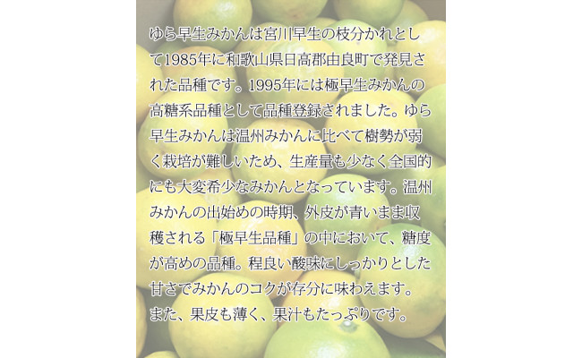 紀州和歌山有田産ゆら早生みかん 5kg ※2025年10月上旬～10月末頃に順次発送予定