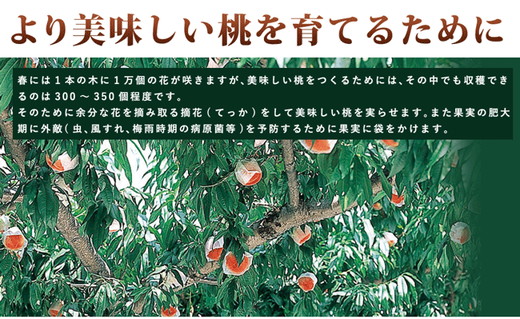 ≪秀品≫和歌山県産 白鳳 11～15玉入り◇ |産地直送 桃 果物 フルーツ もも
※離島への配送不可
※2024年6月下旬～7月中旬頃に順次発送予定