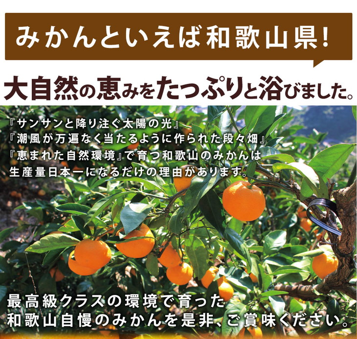 【2022年11月下旬以降発送】　和歌山県産 完熟有田みかん 約10kg｜くだもの 果物 フルーツ 柑橘 蜜柑 ミカン 産地直送 ※2022年11月下旬～2023年1月上旬に順次発送予定 ※離島への配送不可 ※着日指定不可