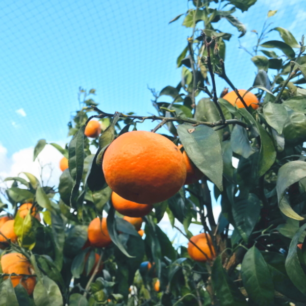 【先行予約】【初夏の美味】【みかん名産地和歌山有田】濃厚なつみみかん(ご家庭用)　約3.５kg
※2024年4月中旬～5月中旬頃に順次発送予定
※北海道・沖縄・離島への配送不可