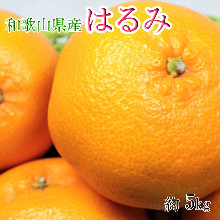 【大玉】和歌山県産はるみ約5kg(3L～5Lサイズおまかせ・ご家庭用) ｜柑橘 かんきつ フルーツ 果物 産地直送
※着日指定不可
※2024年3月上旬～中旬頃より順次発送予定