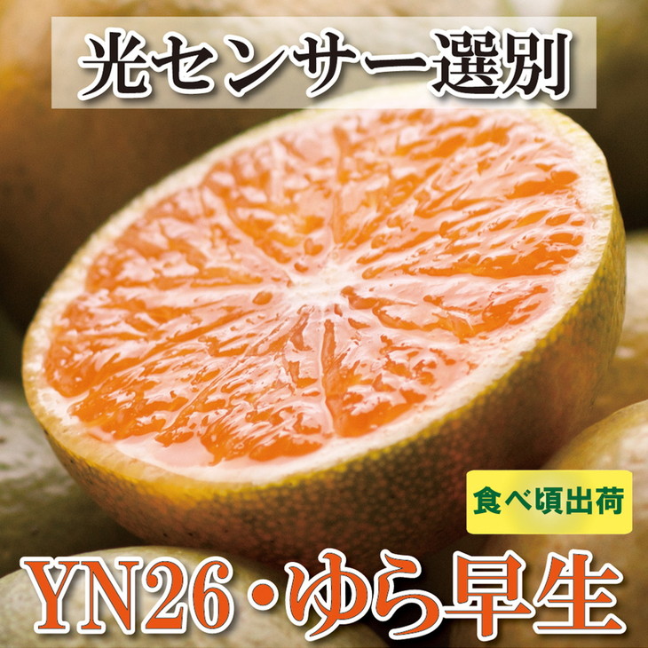 ＜2024年9月より発送＞家庭用　極早生有田みかん5kg+150g（傷み補償分）【YN26・ゆら早生】【わけあり・訳あり】　※北海道・沖縄・離島への配送不可　※2024年9月中旬～11月中旬頃に順次発送予定