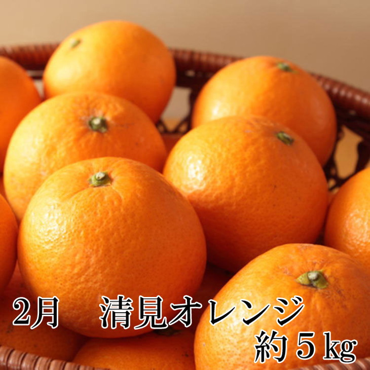 【定期便】有田の人気の旬のフルーツ柑橘定期便全3回
※着日指定不可
※2023年2月上旬頃より順次発送予定