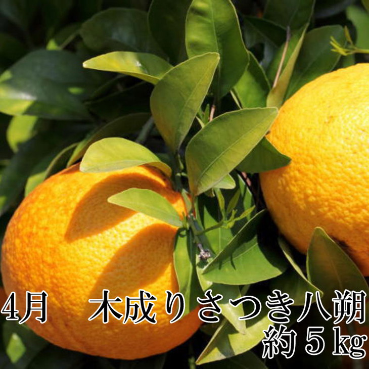 【定期便】有田の人気の旬のフルーツ柑橘定期便全3回
※着日指定不可
※2023年2月上旬頃より順次発送予定