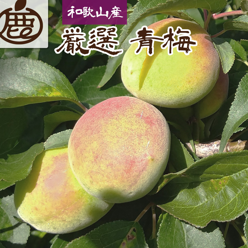 ＜6月発送＞厳選 紀州南高梅(青梅)1.5kg+45g（傷み補償分）【朝摘み・とれたて直送便】【梅干し・梅酒・梅ジュース】【和歌山産】　※2024年6月上旬～6月下旬頃に順次発送予定　※北海道・沖縄・離島への配送不可
