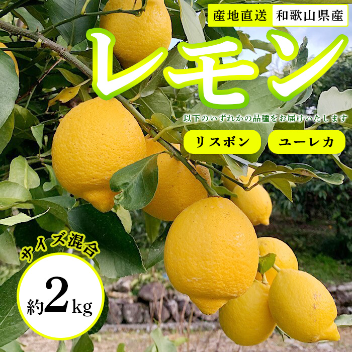 【産地直送】和歌山県産　レモン　2kg　サイズ混合
※着日指定不可
※北海道・沖縄・離島への配送不可
※2024年1月上旬～2月下旬頃に順次発送予定