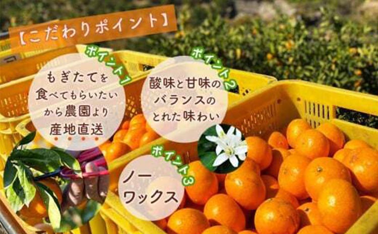 北真農園　有田みかん 家庭用 3kg
濃厚完熟　お試しサイズ　ORYY推奨
※着日指定不可
※2023年11月上旬～12月下旬頃に順次発送予定