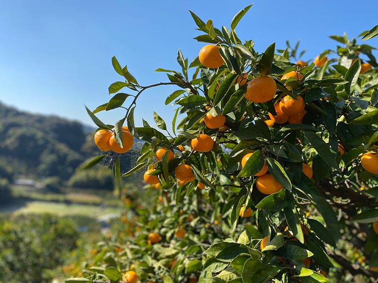 北真農園　有田みかん 家庭用 3kg
濃厚完熟　お試しサイズ　ORYY推奨
※着日指定不可
※2023年11月上旬～12月下旬頃に順次発送予定