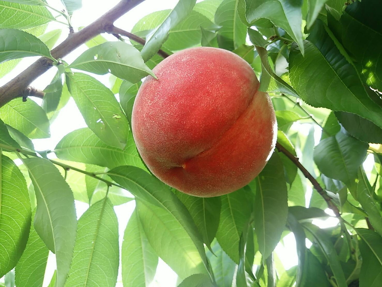 〈先行予約受付〉和歌山県産 川中島白桃 約3kg(8～13玉入)≪青秀/ご家庭用/訳あり≫◇ ｜ 産地直送 桃 白桃 訳あり 果物 フルーツ もも 約3kg ※離島への配送不可 ※2024年7月中旬頃～8月中旬頃に順次発送予定