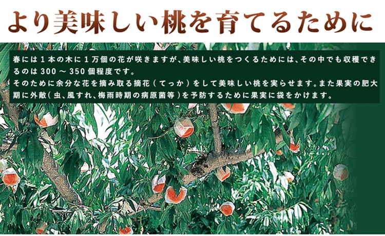 〈先行予約受付〉和歌山県産 白鳳 約3kg(8～13玉入)≪青秀/ご家庭用/訳あり≫◇
※離島への配送不可
※2024年6月下旬頃～7月中旬頃に順次発送予定