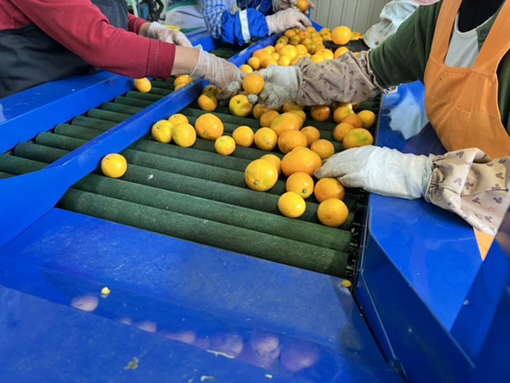 【ご家庭用】和歌山有田みかん約5kg(2L、3Lサイズ)【美浜町】 ※北海道・沖縄・離島への配送不可 ※2024年10月中旬～2025年1月下旬頃に順次発送予定