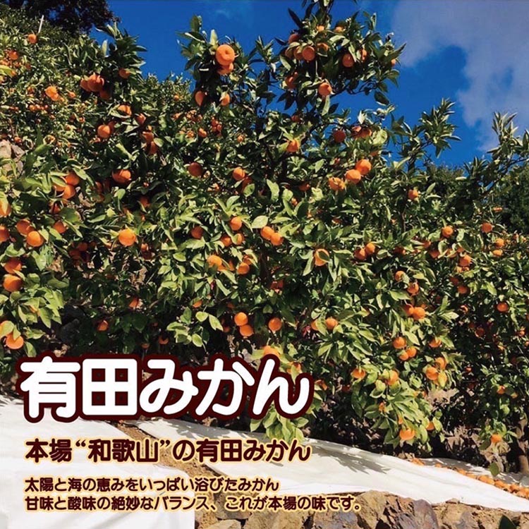 【訳あり】有田みかん 6kg+1kg保証分 サイズ混合
※着日指定不可
※北海道・沖縄・離島への配送不可
※2023年11月中旬～2024年1月下旬頃に順次発送予定