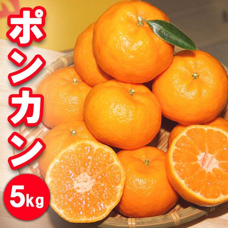 濃厚な甘さ！ポンカン5kg　農園直送
※2024年1月下旬頃～2月中旬頃に順次発送予定
※着日指定不可