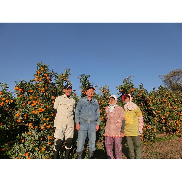 宮川早生みかんご家庭用　10kg箱入 | みかん 早生みかん 早生 訳あり わけあり
※着日指定不可
※2023年11月下旬～2024年1月上旬頃に順次発送予定