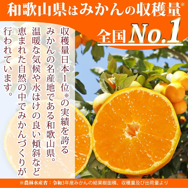 紀州和歌山まるごとみかんゼリー 145g×6個 化粧箱入 ※着日指定不可 ※2024年10月上旬頃以降に順次発送予定