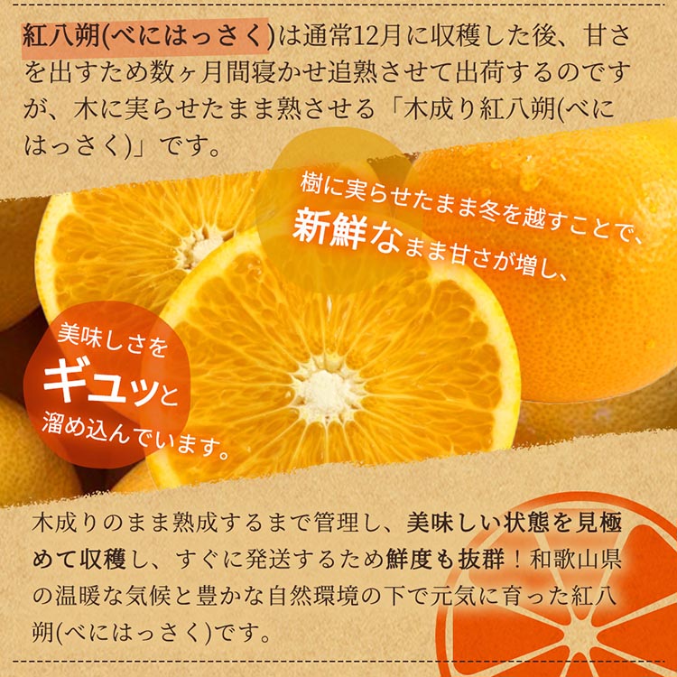 紀州有田産木成り完熟紅八朔8kg ※離島への配送不可 ※2025年2月下旬～3月中旬頃に順次発送予定