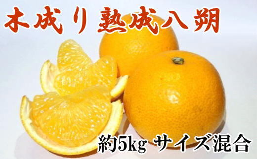 和歌山県産木成り八朔 約5kg(サイズ混合) ※2025年3月中旬～4月上旬頃に順次発送予定