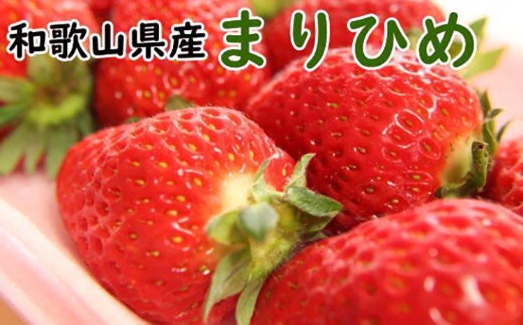 【5月発送】和歌山県産ブランドいちご「まりひめ」300g×2パック入り ※北海道・沖縄・離島への配送不可 ※2025年5月上旬～5月下旬頃に順次発送予定