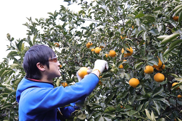 美味しい旬のみかんを閉じ込め「冷凍ゆらみかん」4袋