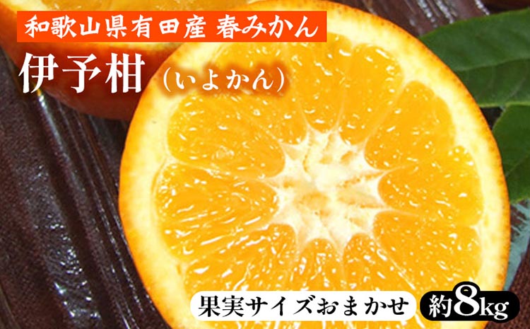 伊予柑（いよかん）［約8kg］和歌山県有田産 春みかん【果実サイズおまかせ】 ｜ 和歌山県産 柑橘 フルーツ 紀伊国屋文左衛門本舗 ※2025年1月中旬～2月中旬頃に順次発送予定