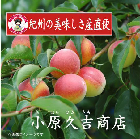 【Ａ級品】紀州南高梅しそ漬梅干1kgと湯浅醤油1本　美浜町 ※離島への配送不可