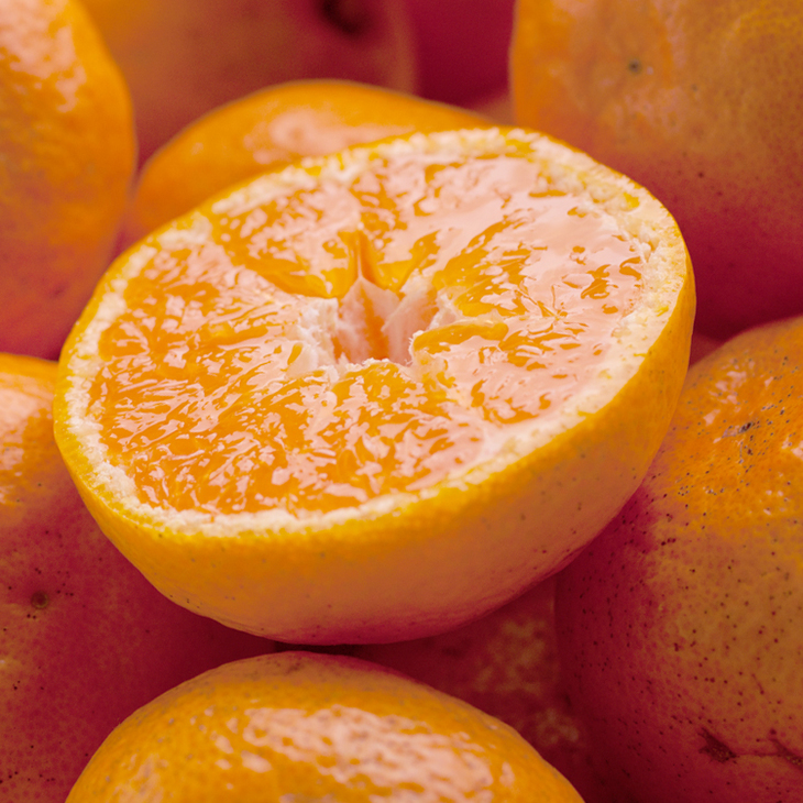 みかん・柑橘類の返礼品 - ふるさとパレット ～東急グループのふるさと納税～