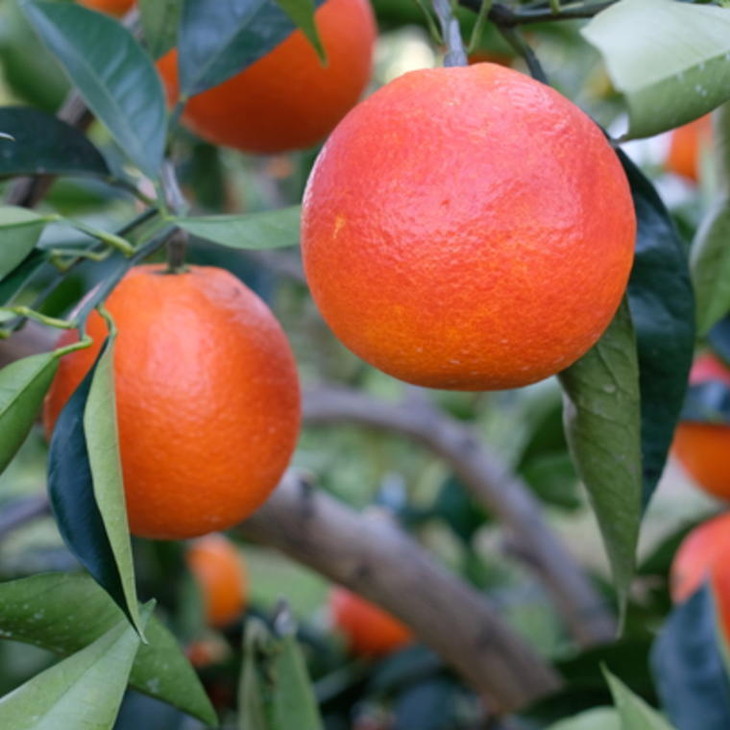 【希少・高級柑橘】国産濃厚ブラッドオレンジ「タロッコ種」約3kg ※2023年4月中旬～4月下旬頃順次発送予定