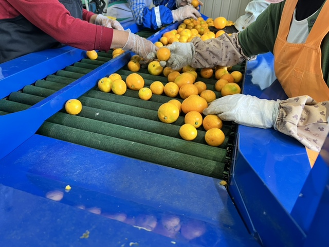 ご家庭用】和歌山有田みかん約10kg(2L、3Lサイズ)◇ | みかん 有田