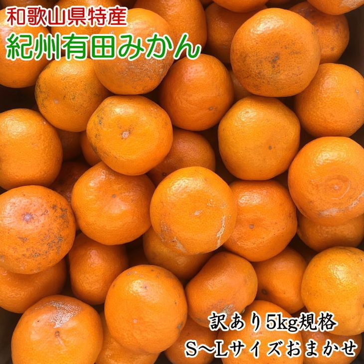和歌山有田産バレンシアオレンジ約5kg（サイズおまかせ）※着日指定不可※2024年6月下旬〜7月上旬頃に順次発送予定
