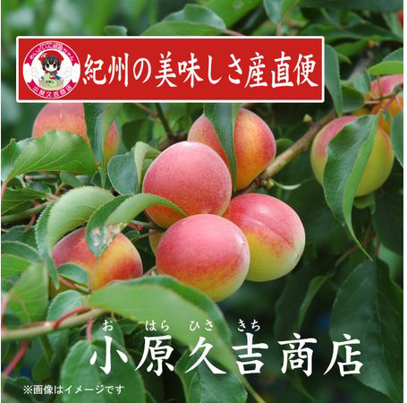 訳あり】やわらかすぎてできた つぶれはちみつ味梅干し 2kg◇ 美浜町