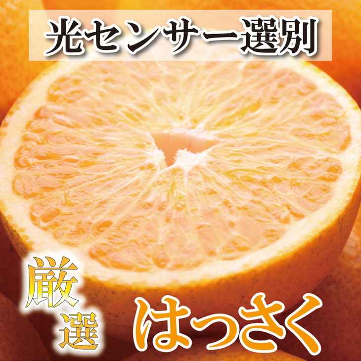 先行予約＞厳選樹上完熟はっさく7.5kg+225g（傷み補償分）【有田の春