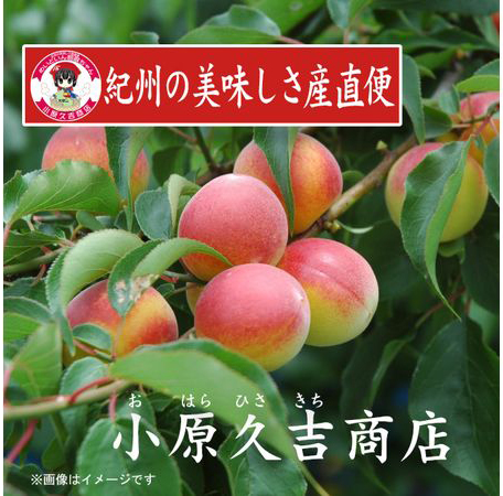 紀州南高梅うすしお味梅干し1kg梅ドレッシング1本　美浜町 ※離島への配送不可