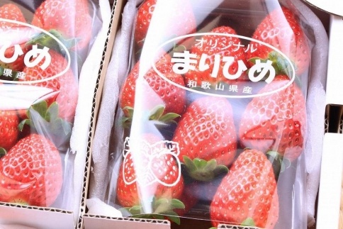 【12月以降発送分】大粒厳選 朝採れ超完熟イチゴ まりひめ 約280g×2パック