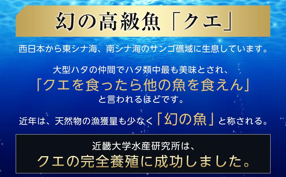 近大くえ鍋セット ( 500g ）こだわりだしぽん酢付き【2024年11月中旬～12月中旬発送】