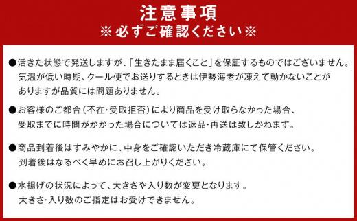 活 伊勢海老 1尾 〜 2尾 入り 合計 約300g 〜 400g セット 産地直送 船長 おすすめ