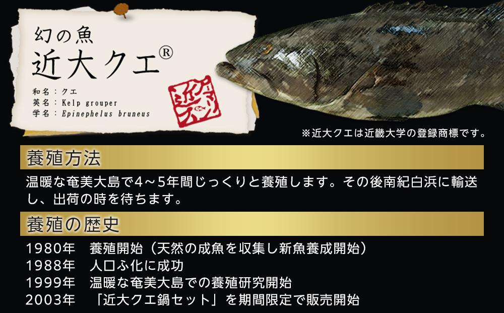 近大くえ鍋セット ( 500g ）こだわりだしぽん酢付き【2025年2月上旬～中旬発送】