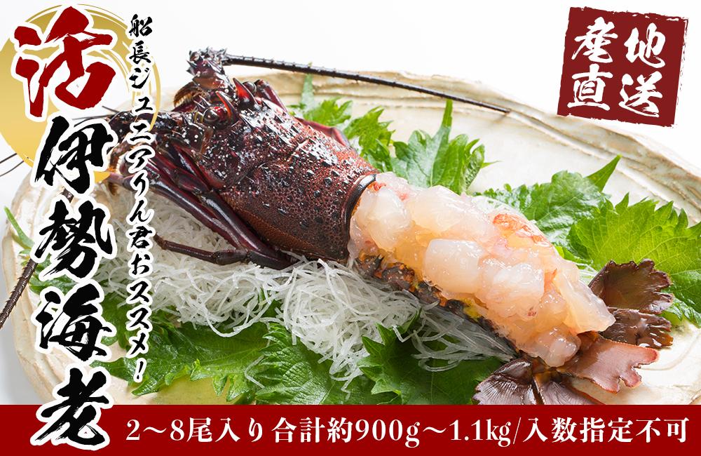 活 伊勢海老 2尾 〜 8尾 合計 約 900g 〜 1.1kg セット 産地直送 船長ジュニア りん君おススメ