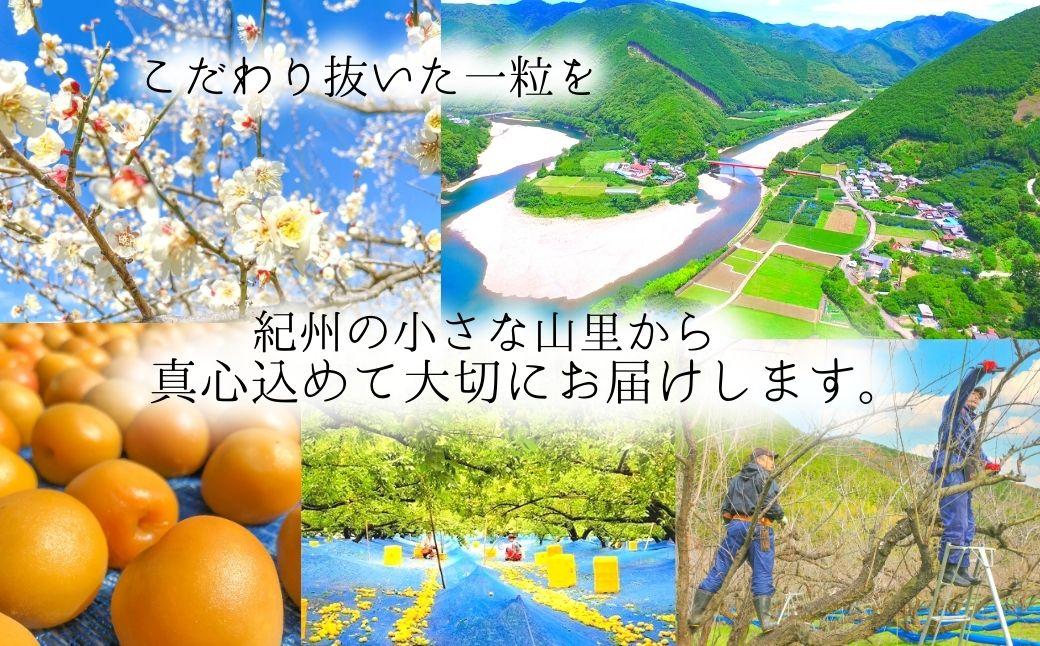 無添加 梅酢 500ml×2本 梅と天日塩だけ 農家の手作り完熟梅酢  調味料