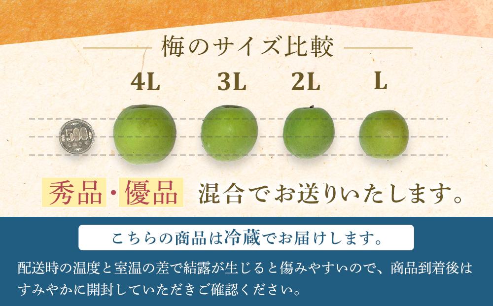 【2025年5月下旬以降発送】紀州南高梅(青梅) 10kg〈2Lサイズ〉