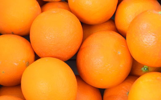 【希少・高級柑橘】国産濃厚ブラッドオレンジ「タロッコ種」約3kg★2024年4月中旬頃より順次発送予定
