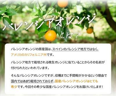 希少な国産バレンシアオレンジ 7kg【ご家庭用訳あり】【2025年6月下旬頃～2025年7月上旬頃に順次発送】【UT77】