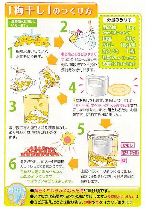 【梅干・梅酒用】（LまたはM－10Kg）熟南高梅＜2025年6月上旬～7月7日発送予定＞フルーツ 果物 くだもの 食品 人気 おすすめ 送料無料【ART08】